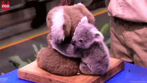 cute koala
